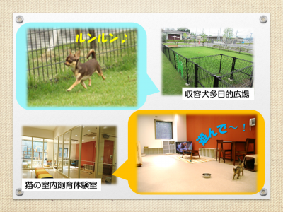 動物たちの運動の様子