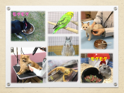 動物たちの飼養管理の様子