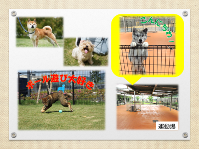 犬の運動の様子