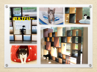 猫の飼育体験室の様子