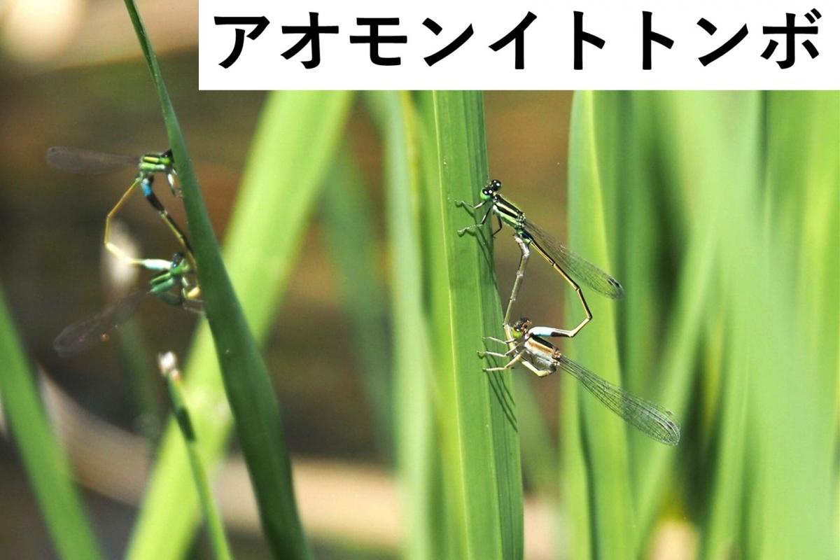 アオモン