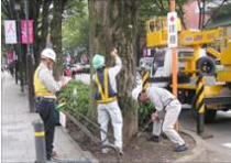 街路樹の点検状況写真