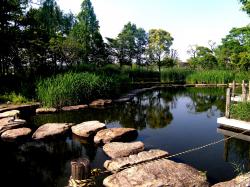 せせらぎ水路にある池の様子