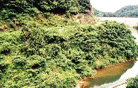 画像です。貯水池斜面の緑化後の状況写真