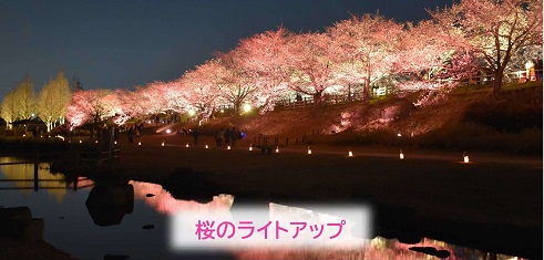 打上川治水緑地　桜ライトアップ