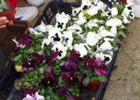 花の写真