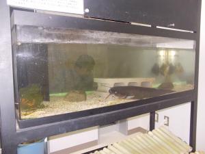 水族展示例（なまず）
