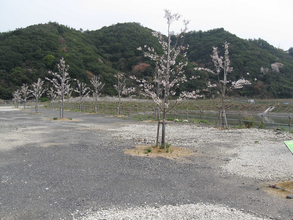 桜の会・平成の通り抜け実行委員会から寄付をいただいた桜