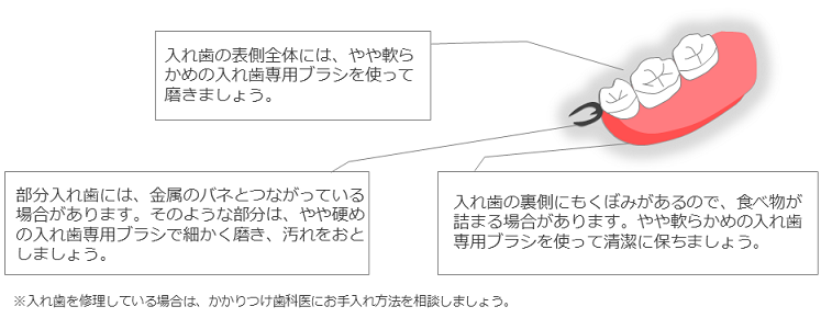 お手入れについて説明している部分入れ歯のイラスト