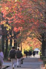 紅葉を眺める三色彩道