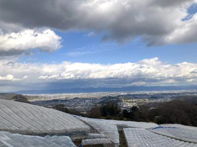 柏原のぶどう畑と奈良盆地を眺める府道183号線
