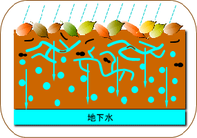 水をためる働き