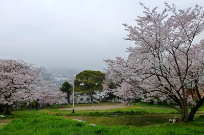 枚岡梅林跡の桜