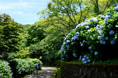 画像です。ぬかた園地のあじさいです2