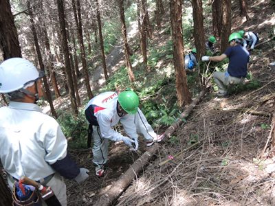 伐倒した木は、枝を払って玉切し、集積します。