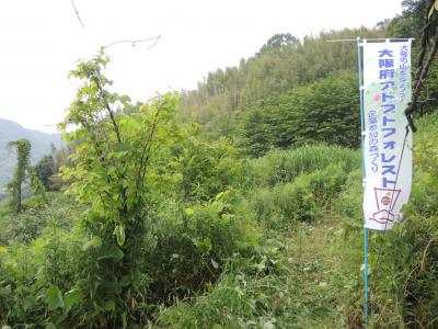 草が人の背丈ほど生い茂っている様子