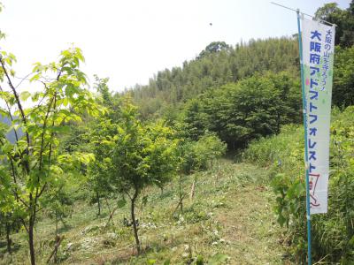 草刈りが完了してきれいになった植栽範囲の様子
