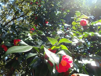 ヤブツバキの花の画像