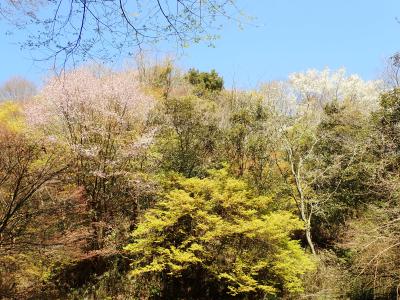 ふれあいの森の景色の画像