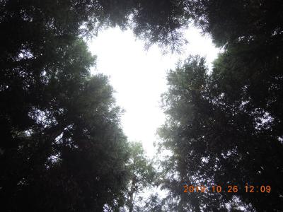間伐後に林内に空から光が差し込む様子