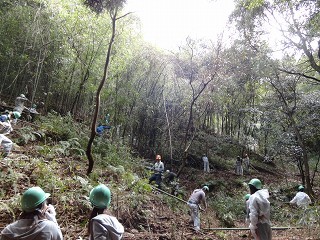タケの伐採作業の様子