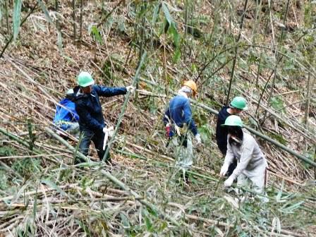 雪害で荒れた竹林を伐採・整理している様子