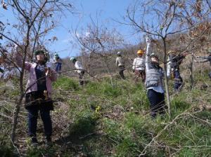 苗木にからみついたつる類を切り除く作業の様子