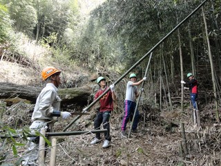 タケの伐採作業の様子