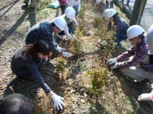 ミツバツツジを植樹している様子