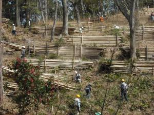 雑草の刈り取り作業の様子
