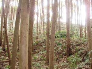 作業後の林の様子