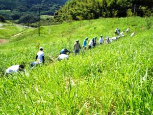 雑草が生い茂っている様子