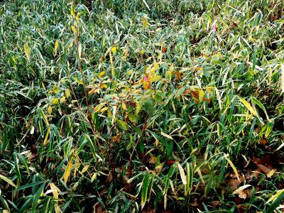 植栽したツツジがササや雑草に囲まれている様子