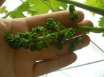 ピオーネ花穂整形前の写真