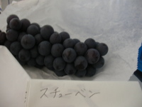 スチューベンの写真