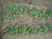 挿し芽、定植後、出てきた冬至芽のみを残した状態