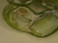 ヤガ類による食害