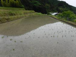 田植え後の田んぼの様子