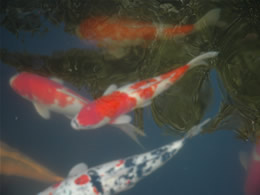 ニシキゴイの写真です
