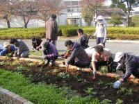「田辺ダイコン」栽培の様子