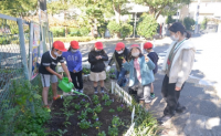 植え込み作業