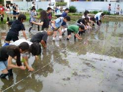 稲作学習での田植えの様子