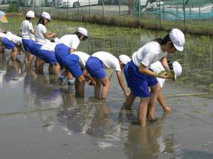 田植え