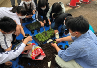 プラグ植えの様子