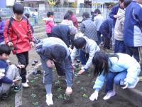 フラワーネットワークの方々の指導のもと花を植える小学4年生
