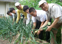 野菜づくりのようす