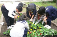中庭花壇の花の整備のようす