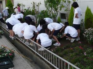 花の苗を植える様子