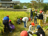 米作り学習