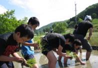 田植え